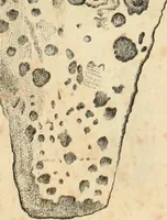 An illustration from Lietopis russk numizmatiki (1842)
