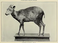 Picture 3 of 4 from Life-histories of African game animals (1914), leaf 159