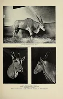 An illustration from Life-histories of African game animals (1914)
