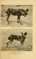 An illustration from Life-histories of African game animals (1914)