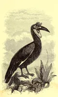 An illustration from Life in Abyssinia: being notes collected during three years' residence and travels in that country (1853)