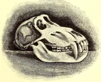 An illustration from Life in Abyssinia: being notes collected during three years' residence and travels in that country (1853)