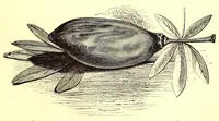 An illustration from Life in Abyssinia: being notes collected during three years' residence and travels in that country (1853)