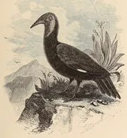 An illustration from Life in Abyssinia: being notes collected during three years' residence and travels in that country (1853)
