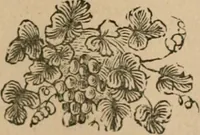 An illustration from The life and times of James Catnach : (late of Seven Dials), ballad monger (1878)