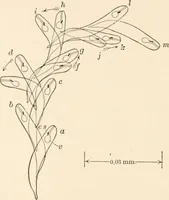 An illustration from Light and the behavior of organisms (1911)