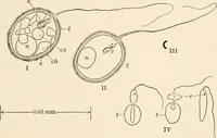 An illustration from Light and the behavior of organisms (1911)