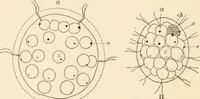 Picture 14 of 27 from Light and the behavior of organisms (1911), leaf 161