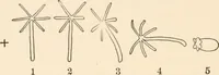 Picture 16 of 27 from Light and the behavior of organisms (1911), leaf 173