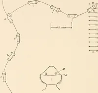Picture 17 of 27 from Light and the behavior of organisms (1911), leaf 185