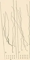 An illustration from Light and the behavior of organisms (1911)