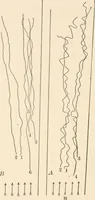 An illustration from Light and the behavior of organisms (1911)