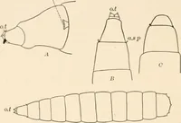An illustration from Light and the behavior of organisms (1911)