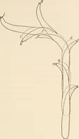 An illustration from Light and the behavior of organisms (1911)