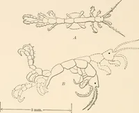 An illustration from Light and the behavior of organisms (1911)