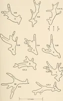 An illustration from Light and the behavior of organisms (1911)