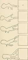 An illustration from Light and the behavior of organisms (1911)