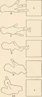 An illustration from Light and the behavior of organisms (1911)