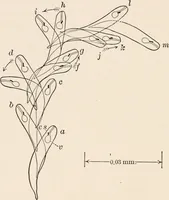 An illustration from Light and the behavior of organisms (1911)