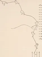 An illustration from Light and the behavior of organisms (1911)