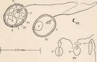 An illustration from Light and the behavior of organisms (1911)