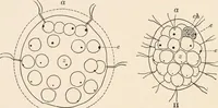 An illustration from Light and the behavior of organisms (1911)