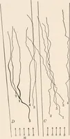 An illustration from Light and the behavior of organisms (1911)
