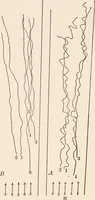 An illustration from Light and the behavior of organisms (1911)