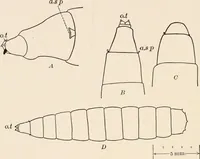 An illustration from Light and the behavior of organisms (1911)