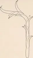 An illustration from Light and the behavior of organisms (1911)