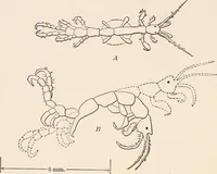 An illustration from Light and the behavior of organisms (1911)