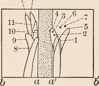 An illustration from Light and the behavior of organisms (1911)
