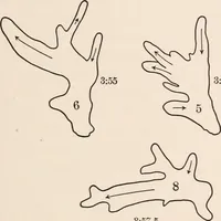 An illustration from Light and the behavior of organisms (1911)