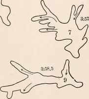 An illustration from Light and the behavior of organisms (1911)