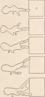 An illustration from Light and the behavior of organisms (1911)