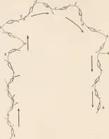 An illustration from Light and the behavior of organisms (1911)