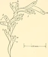 An illustration from Light and the behavior of organisms (1911)