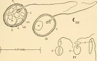 An illustration from Light and the behavior of organisms (1911)