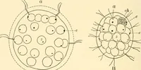 An illustration from Light and the behavior of organisms (1911)