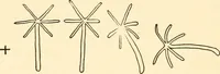 An illustration from Light and the behavior of organisms (1911)