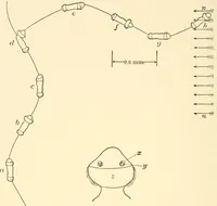 An illustration from Light and the behavior of organisms (1911)