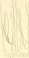 An illustration from Light and the behavior of organisms (1911)