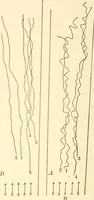 An illustration from Light and the behavior of organisms (1911)