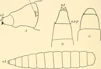 An illustration from Light and the behavior of organisms (1911)