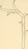 An illustration from Light and the behavior of organisms (1911)