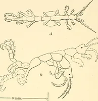 An illustration from Light and the behavior of organisms (1911)