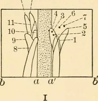An illustration from Light and the behavior of organisms (1911)
