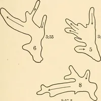 An illustration from Light and the behavior of organisms (1911)