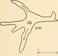 An illustration from Light and the behavior of organisms (1911)