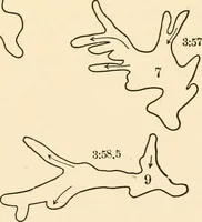 An illustration from Light and the behavior of organisms (1911)